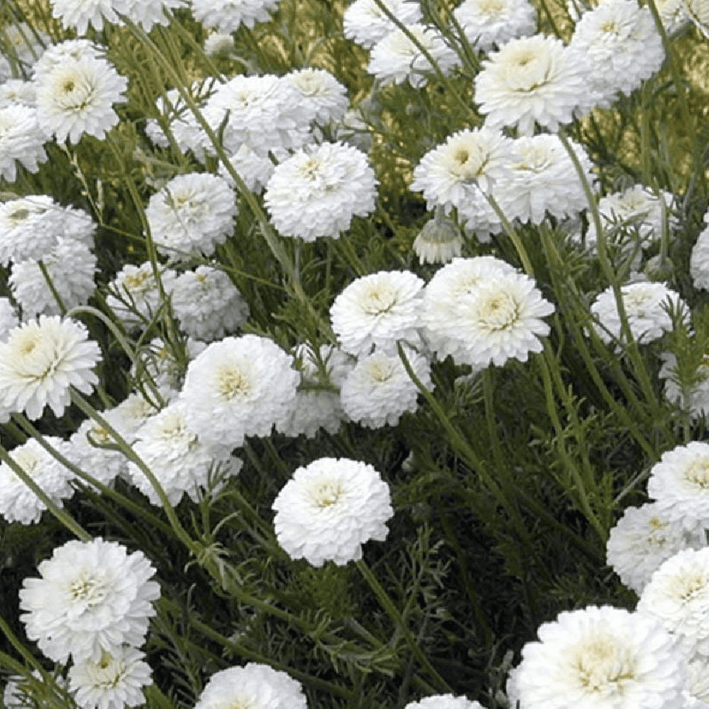 Des images de diff�rentes plantes